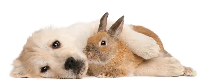 puppy and rabbit